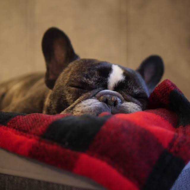 Dog Blanket U61197