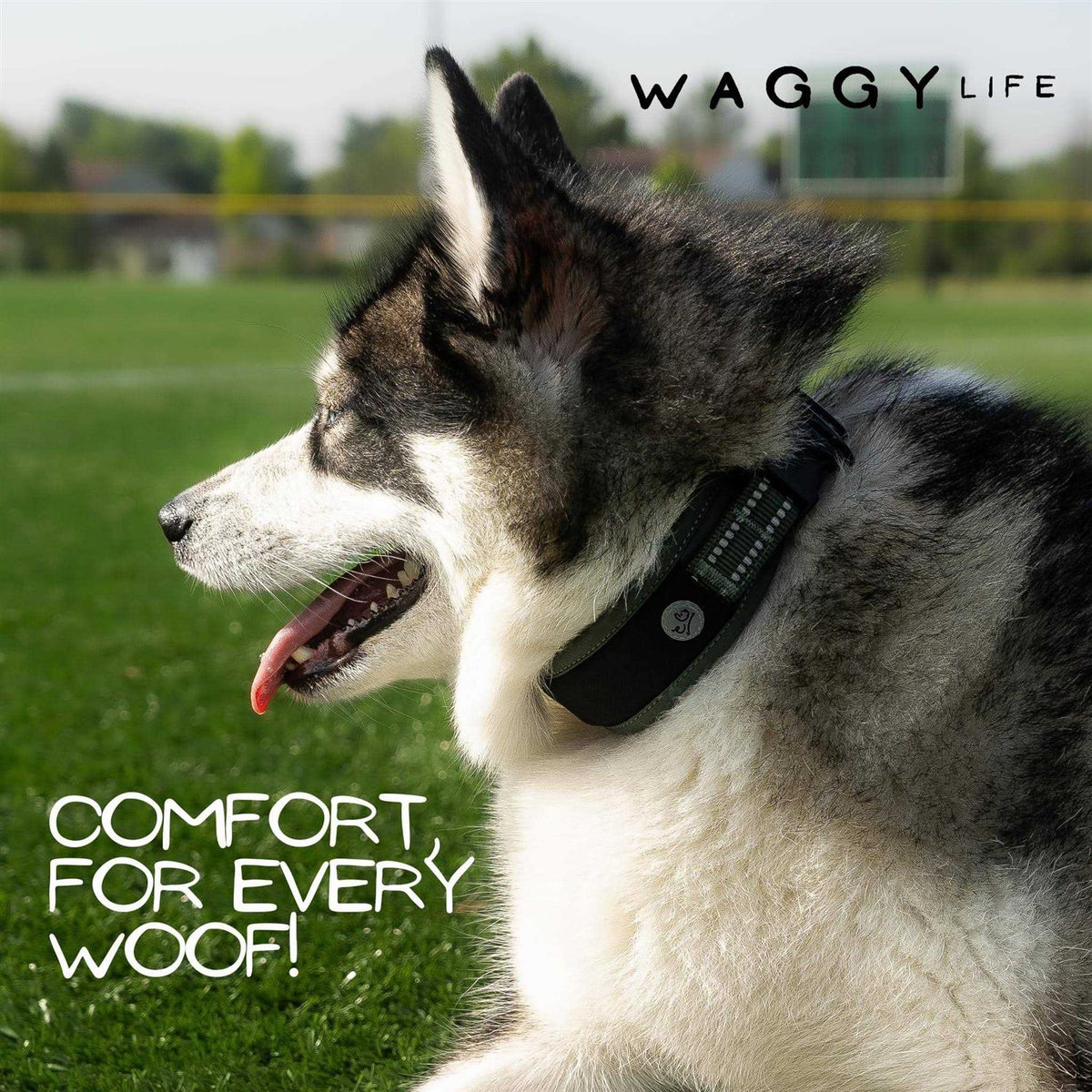 Adjustable Heavy Duty Reflective Padded Dog Collar C9797