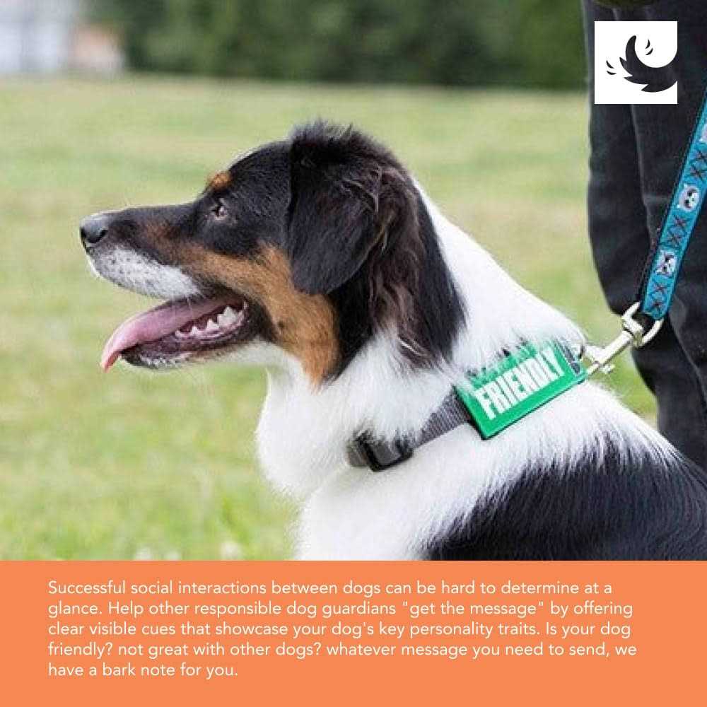 Dog Collar and Leash M58811
