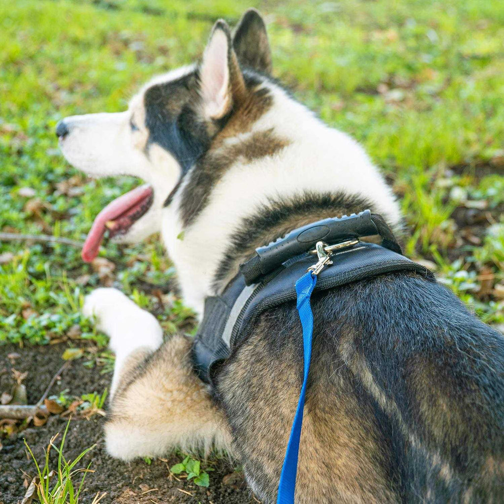Dog Puppy Training Leash 15ft 20ft 30ft 50ft 100ft U662873