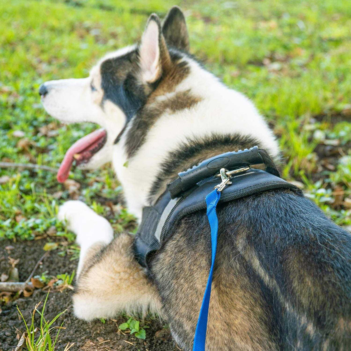 Dog Puppy Training Leash 15ft 20ft 30ft 50ft 100ft U662873