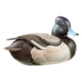 Large Lifelike Bluebill Decoy G176