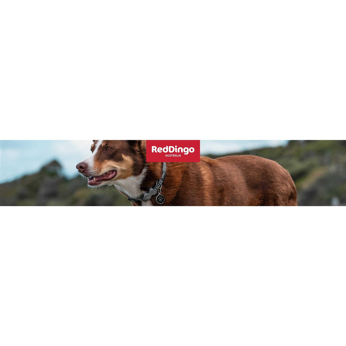 Dog Collar R6079