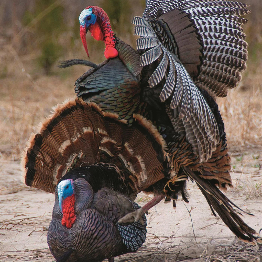 Hard Body Turkey Decoy T649