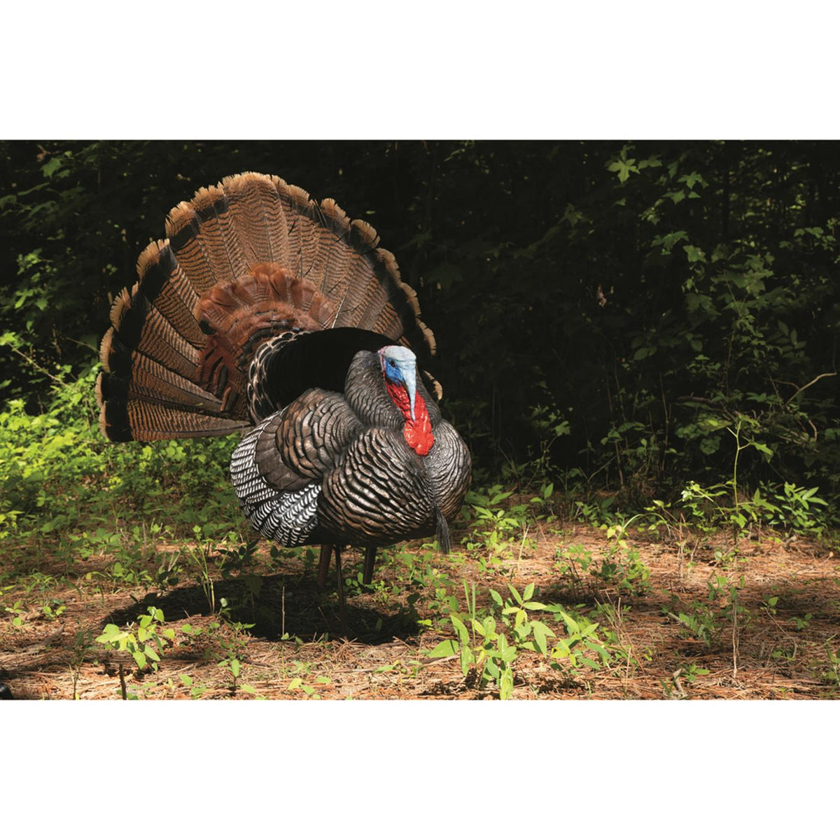 Hard Body Turkey Decoy T649
