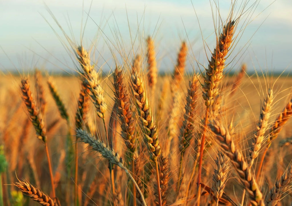 20 Pounds Raw Wheat Berries Y475