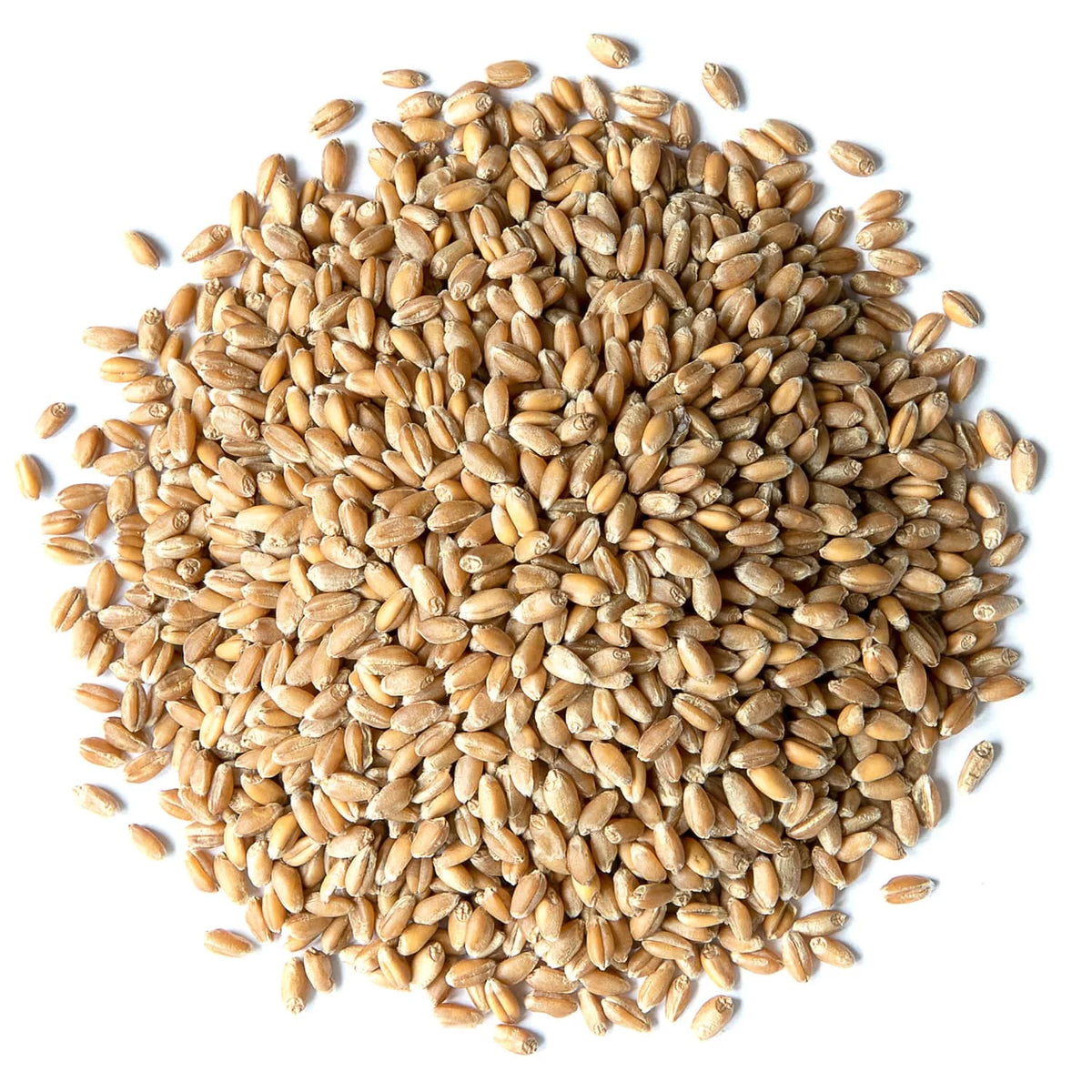 20 Pounds Raw Wheat Berries Y475