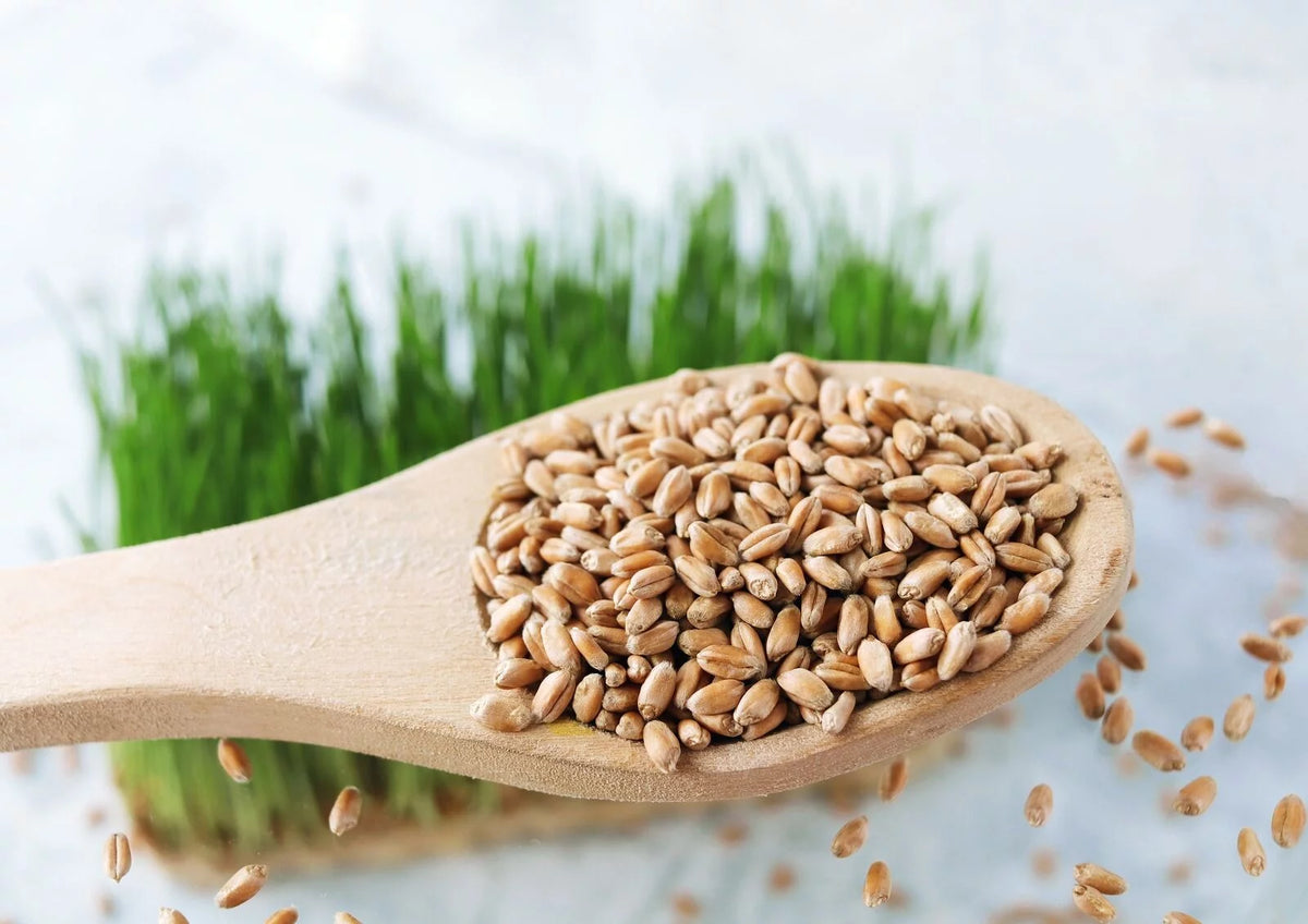 20 Pounds Raw Wheat Berries Y475