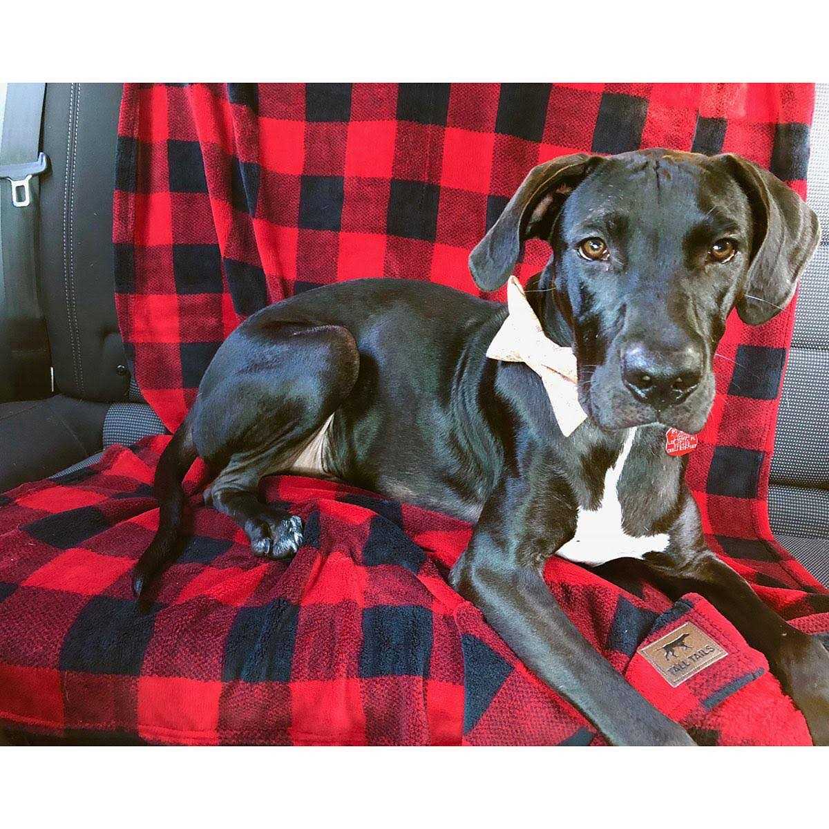 Dog Blanket U61197