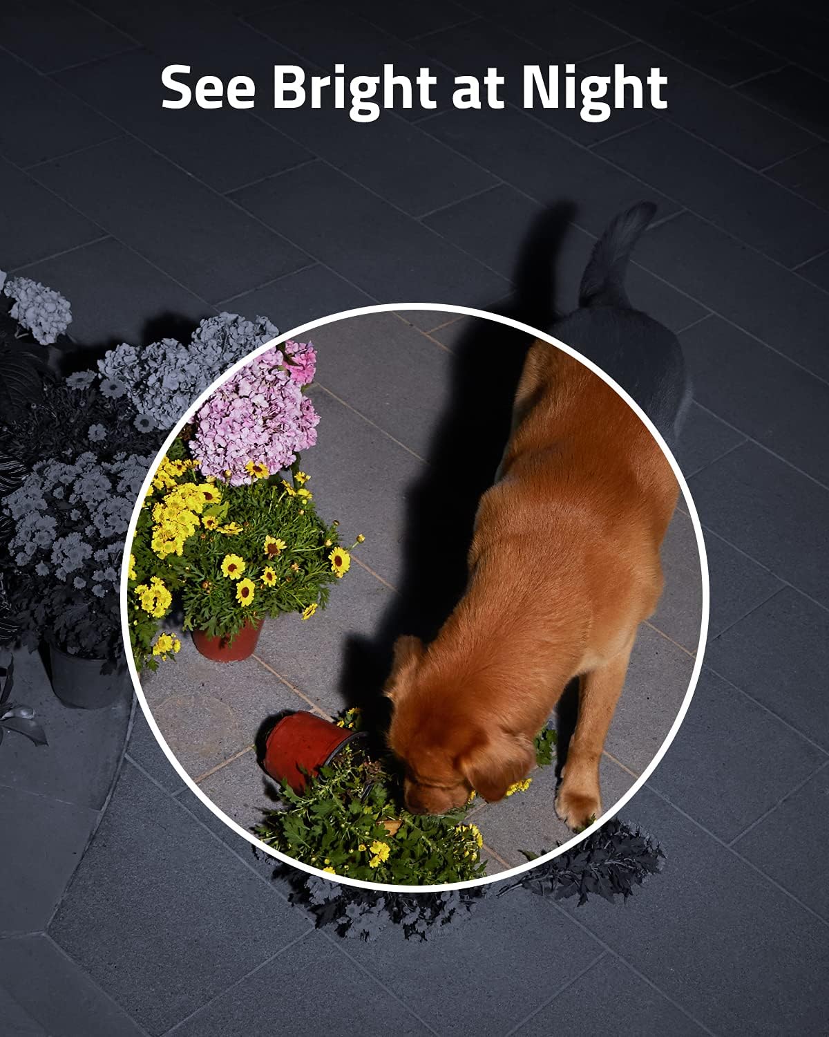 Wireless Outdoor Security Spotlight Camera with Color Night Vision S21778