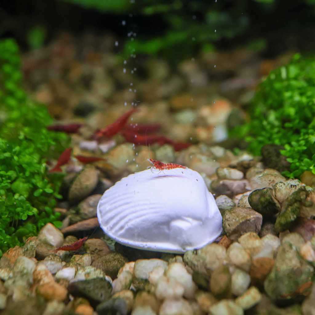 Wonder Shell M39252
