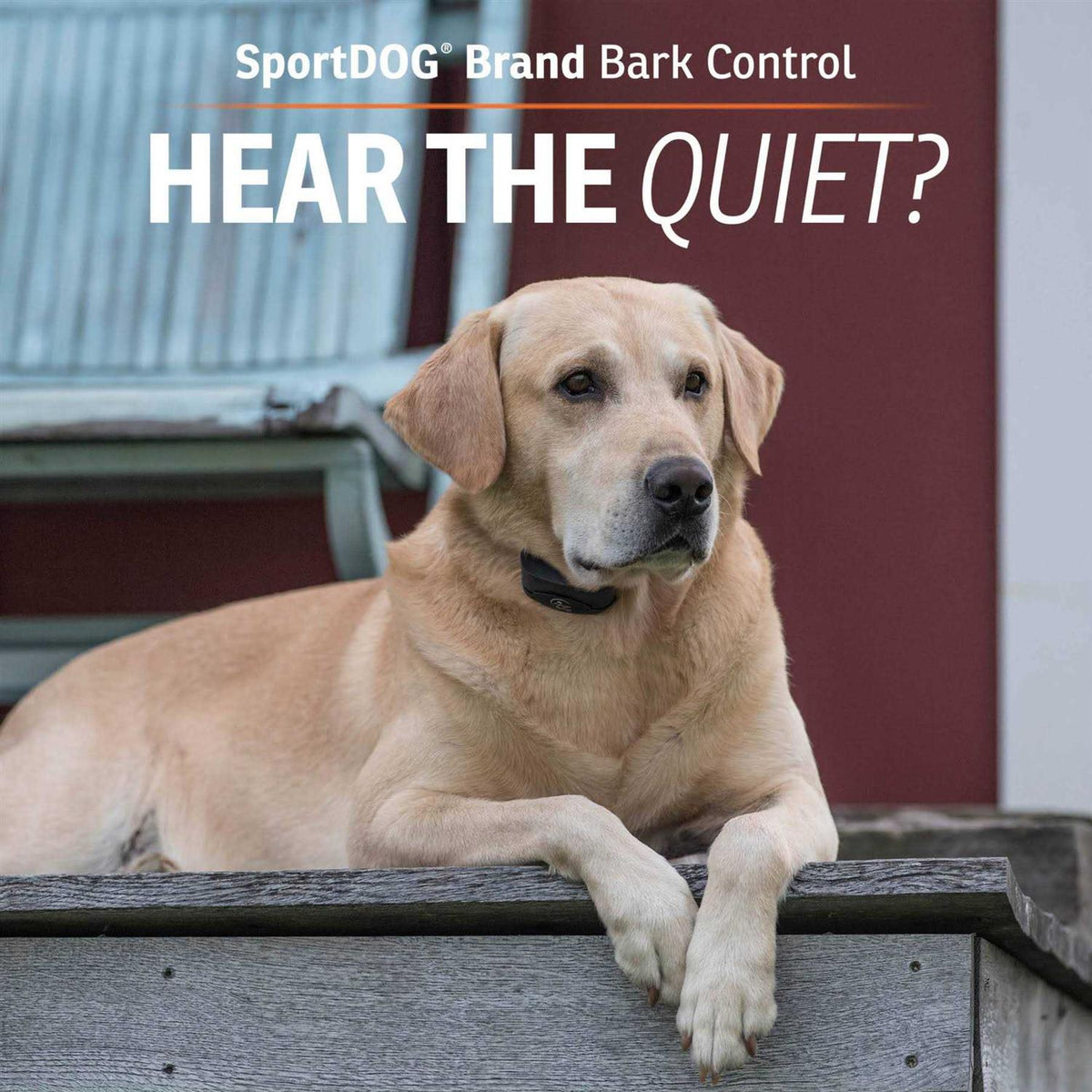 NoBark Collar Q704932