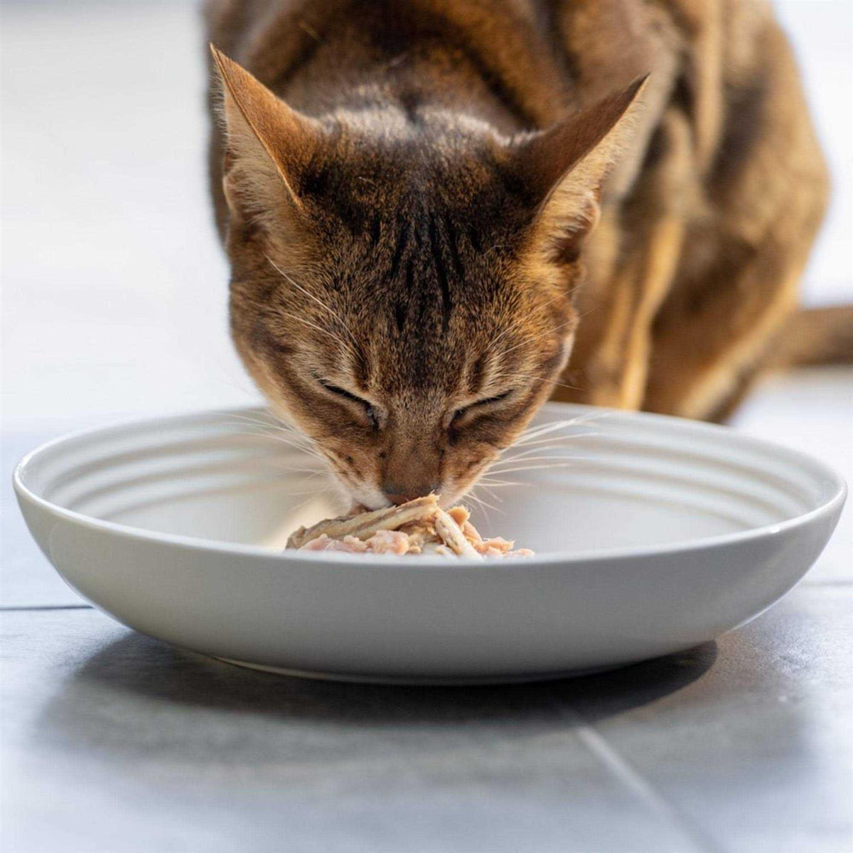 Natural Wet Cat Food Fish Variety Pack in Broth W96327